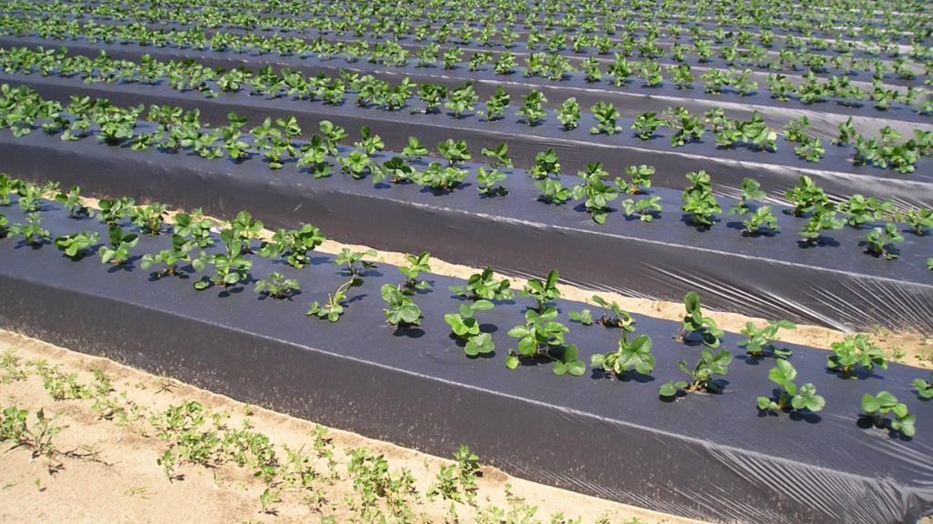 Fábrica de Plásticos para el Sector Agrícola​