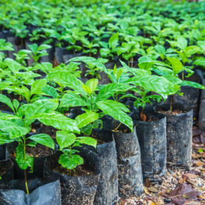Bolsa Semillero Plantas Vivero Jardín Cultivo