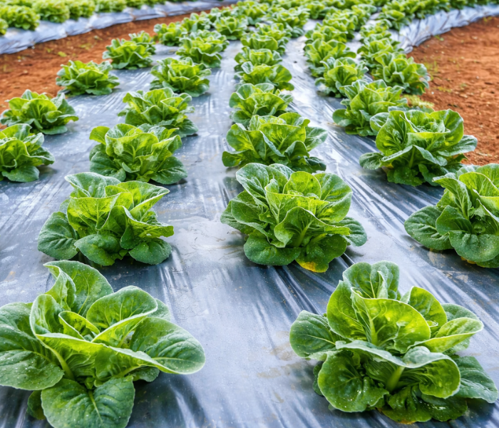 Guía Completa para Elegir Plástico para Reservorios de Agua Soluciones para Jardinería, Construcción y Proyectos Ambientales